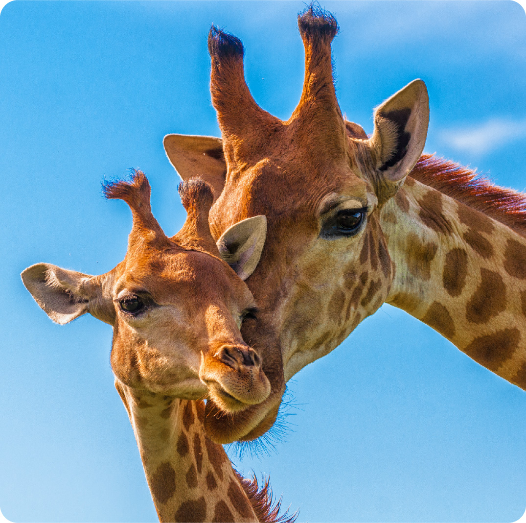 Two giraffes standing close together against a clear blue sky.